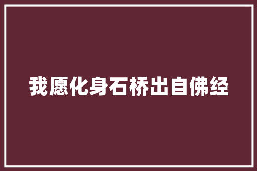 打造理想荷兰猪饲养房,设计与布局的艺术