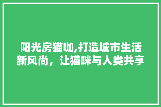 阳光房猫咖,打造城市生活新风尚，让猫咪与人类共享美好时光