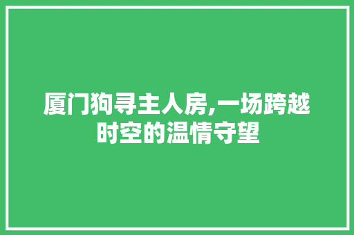 厦门狗寻主人房,一场跨越时空的温情守望