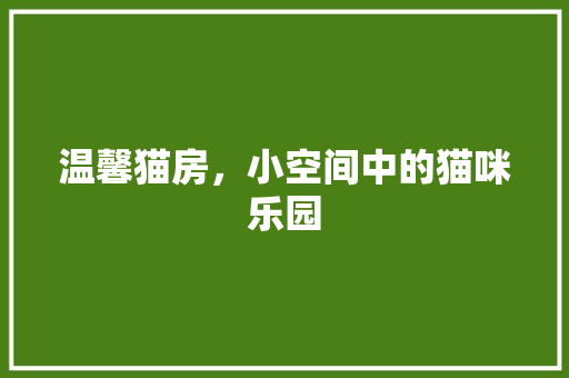 温馨猫房，小空间中的猫咪乐园