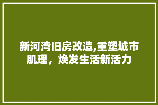 新河湾旧房改造,重塑城市肌理，焕发生活新活力